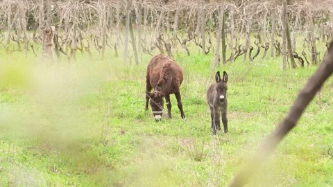 Curious Donkey in Vineyard. Stock Footage 270522434
