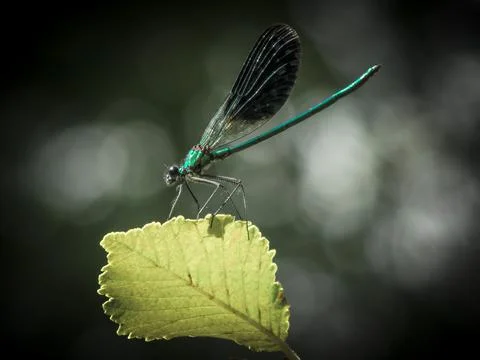 Curious dragonfly Stock Photos