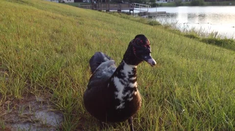 Curious duck Video stock 40664880
