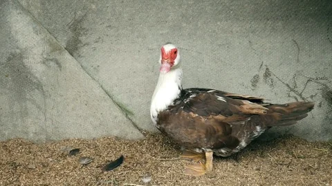 Curious duck Stock Footage