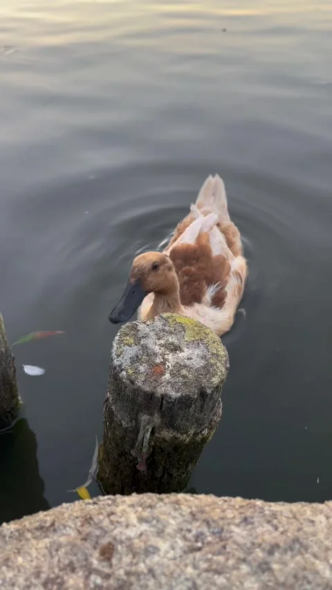Curious duck in the lake Stock Footage 303845254