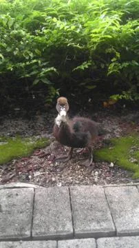 Curious Duck Stock Photos