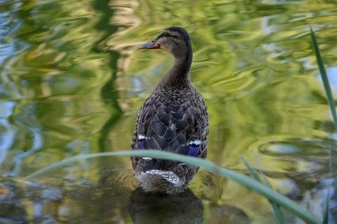 Curious Duck 스톡 사진