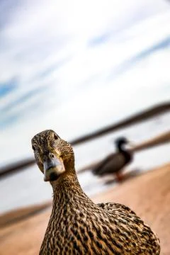 Curious duck Stock Photos