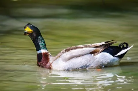 Curious duck Stock Photos