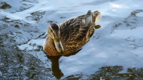 Curious duckling close-up Stock Footage 161341795
