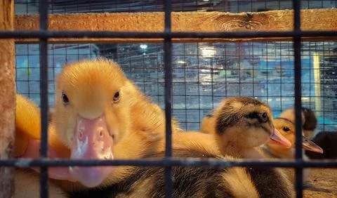 Curious ducklings in a cage 스톡 사진