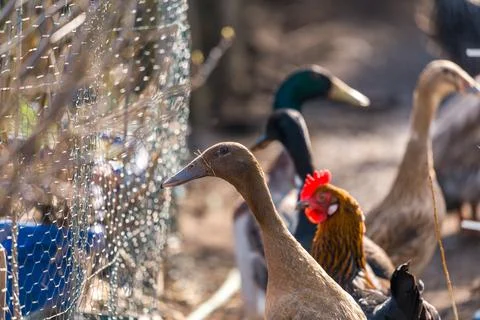 Curious Ducks and Chicken by Wire Fence on Sunny Backyard Farm Stock Photos