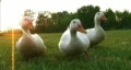 Curious Ducks HD Footage