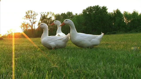 Curious Ducks Stock Footage 82060