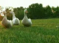 Curious Ducks SD Footage