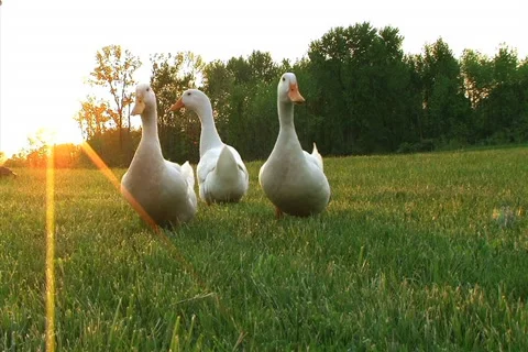Curious Ducks Stock Footage 2732833