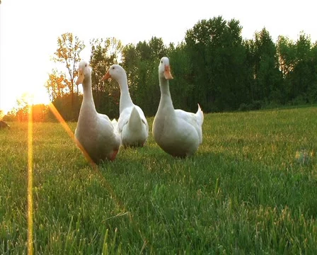 Curious Ducks 動画素材 2825968