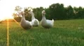 Curious Ducks HD Footage