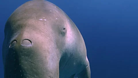 Curious Dugong Blinking at Camera Stock Footage 339369937