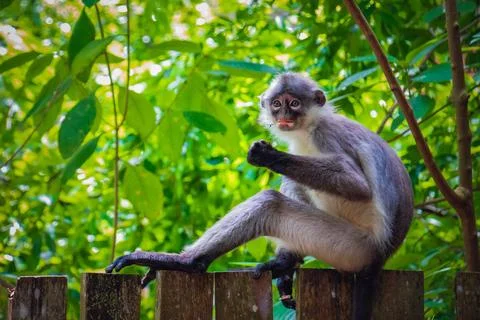 Curious Dusky Leaf Monkey Gazing in Zoo, Malaysia Stock Photos