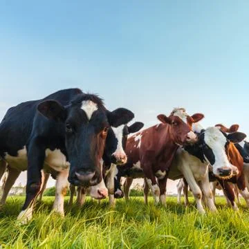 Curious dutch milk cows Stock Photos