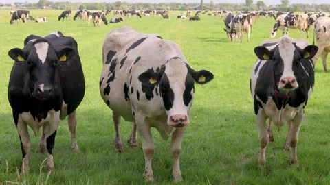 Curious Dutch milk cows in summer on a green meadow Vidéo 344874348