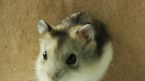Curious dwarf hamster exploring brown surface with inquisitive movements Stock Footage 310147638
