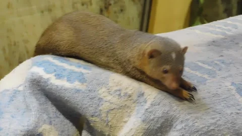Curious Dwarf Mongoose Rests on Blanket: Cute Animal Close-Up Stock Footage 313367881