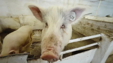 Curious ear-tagged pig leaning over a worn pen railing inside a barn, its muddy Stock Footage 332339001