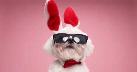 Curious easter bunny bichon puppy wearing sunglasses and red bowtie looking up Stock Footage 149070016