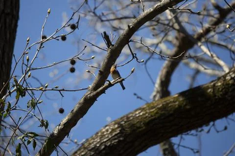Curious Eastern Bluebird Stock Photos