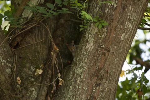 Curious Eastern Gray Squirrel Stock Photos