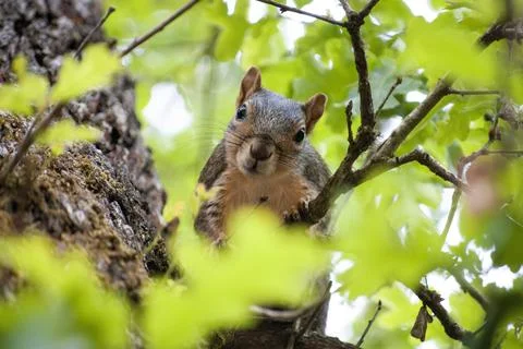Curious Eastern Grey Squirrel looking down from a tree Stock Photos