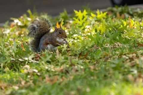A curious eastern grey squirrel in New Yorks Central Park gathering acorns an Stock Photos