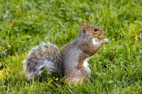 A curious eastern grey squirrel in New Yorks Central Park gathering acorns an Stock Photos