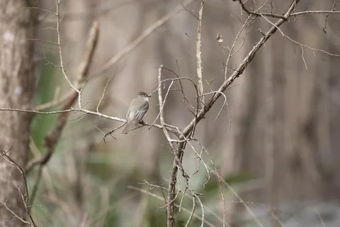 Curious Eastern Phoebe Foto stock