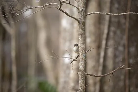 Curious Eastern Phoebe Stock Photos