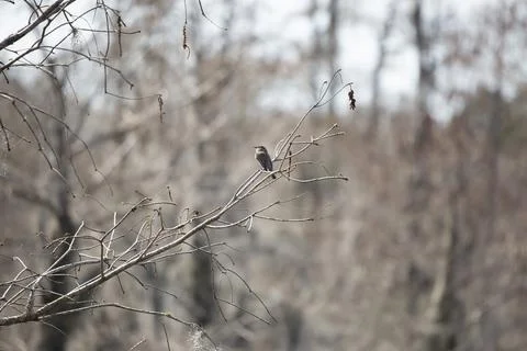 Curious Eastern Phoebe Stock Photos