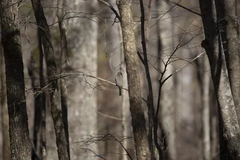 Curious Eastern Phoebe Stock Photos