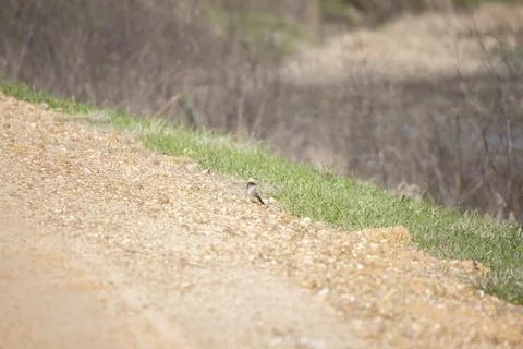 Curious Eastern Phoebe Stock Photos