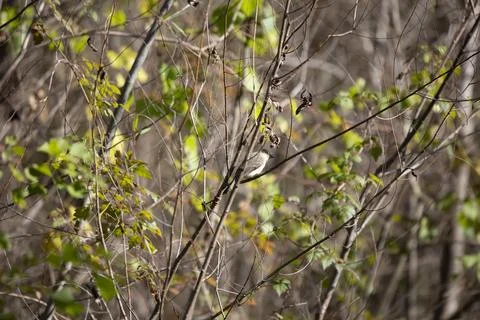Curious Eastern Phoebe Stock Photos