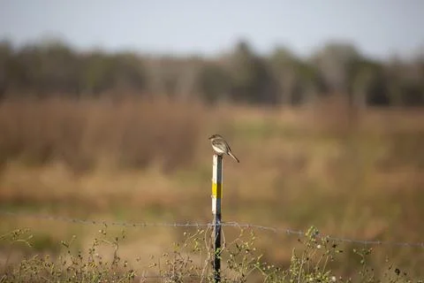 Curious Eastern Phoebe Stock Photos