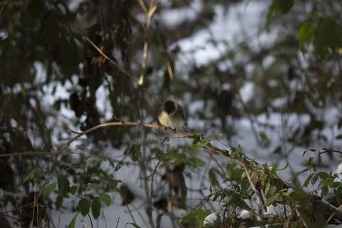 Curious Eastern Phoebe on a Vine Stock Photos