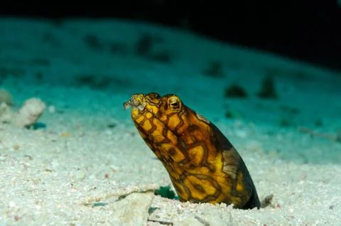 Curious eel Stock Photos