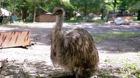 Curious Emu in the Park Stock Footage 293214903