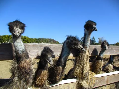 Curious Emus Stock Photos
