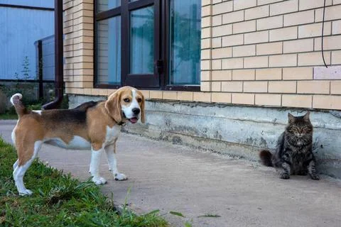 Curious encounter between a friendly dog and a calm cat in a charming backyard Stock Photos