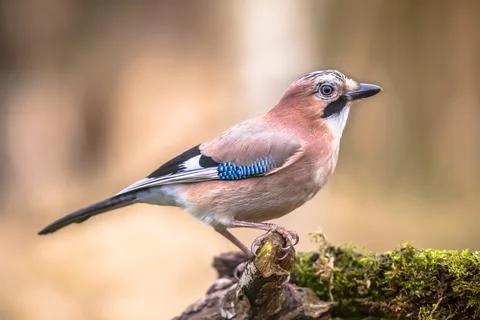 Curious Eurasian Jay on bright background Stock Photos