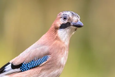 Curious Eurasian Jay head on bright background Stock Photos