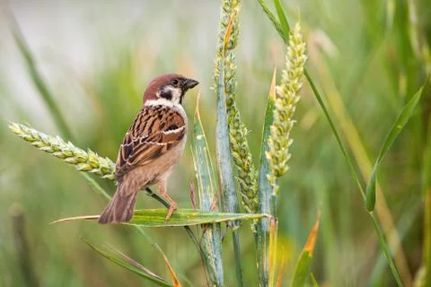 Curious eurasian tree sparrow sitting on spike in the summer. Stock Photos