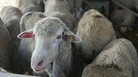 Curious ewe turning her head right and left looking at her neighbors in a shed Stock Footage