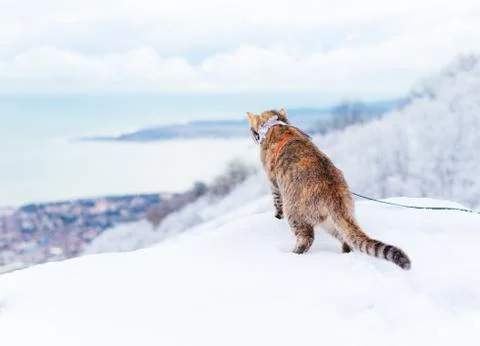 Curious explorer cat walking in winter outdoor. Stock Photos