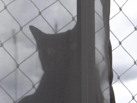 Curious eyes behind the screen. Foto stock