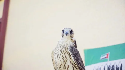 A curious falcon is looking its surrounding Stock Footage 106952354